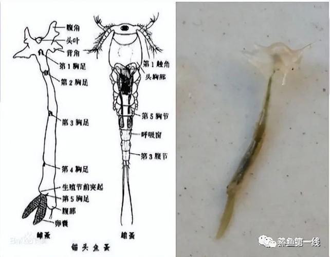 如何正確使用中草藥治療魚虱，中草藥治療魚虱的規(guī)范操作指南