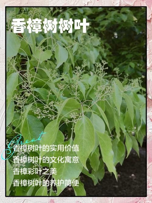 如何正確使用中草藥治療魚虱,中草藥治療魚虱的規范操作指南 龍魚百科 第8張 如何正確使用中草藥治療魚虱,中草藥治療魚虱的規范操作指南 如何正確使用中草藥治療魚虱,中草藥治療魚虱的規范操作指南 龍魚百科 第8張