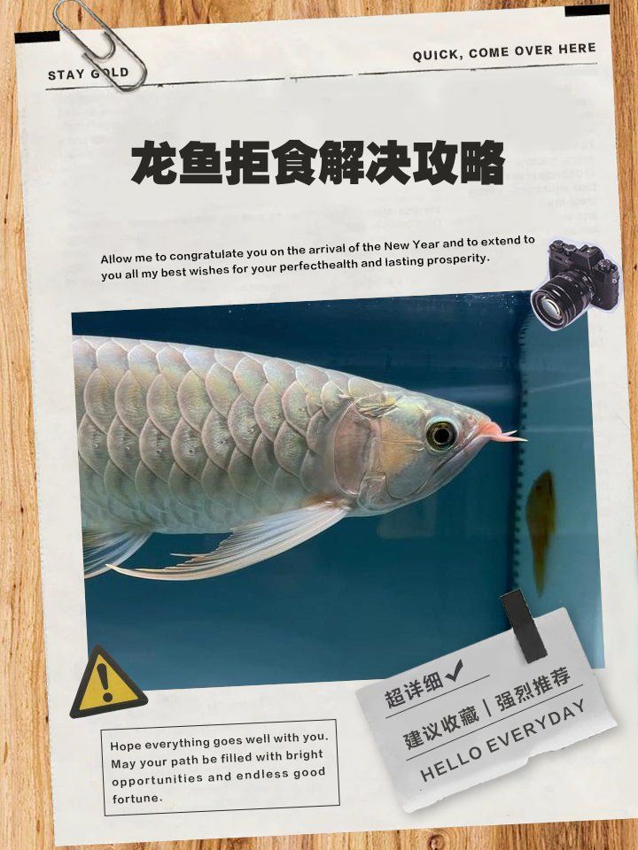 有哪些天然方法可以治療龍魚拒食