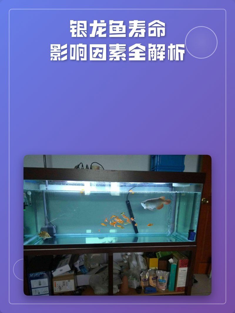 銀龍魚一般能活幾年，銀龍魚的壽命及影響因素全解析劇澤幕銀龍魚壽命影響因素全解析