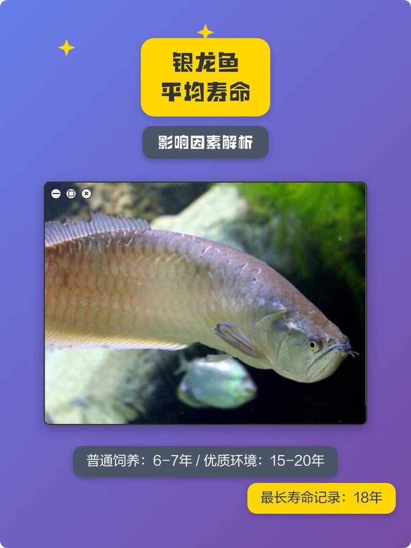 銀龍魚一般能活幾年，銀龍魚的壽命及影響因素全解析劇澤幕銀龍魚壽命影響因素全解析