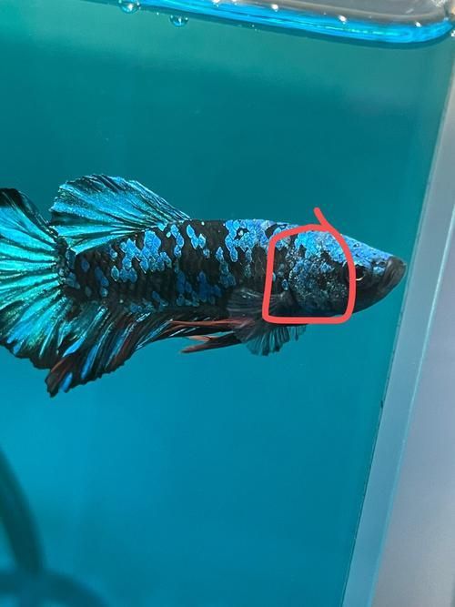 曼龍魚有哪些常見的疾病 曼龍魚有哪些常見的疾病 龍魚百科 第4張