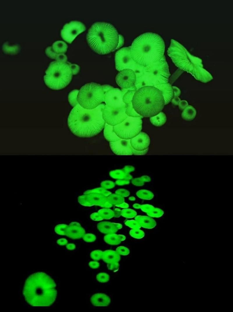 熒光假單胞菌如何檢測，pseudomonasfluorescens熒光假單胞菌檢測方法