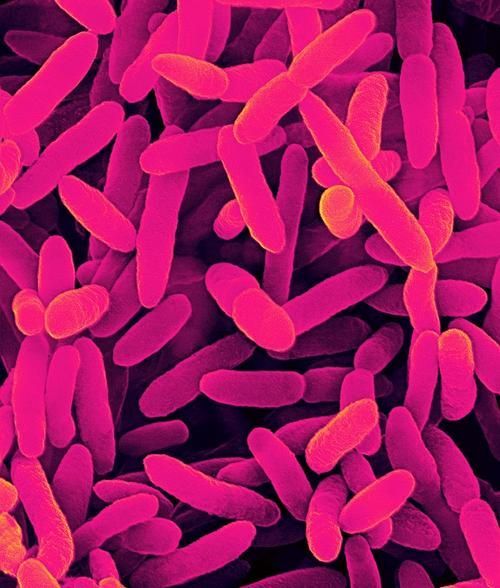 熒光假單胞菌如何檢測，pseudomonasfluorescens熒光假單胞菌檢測方法