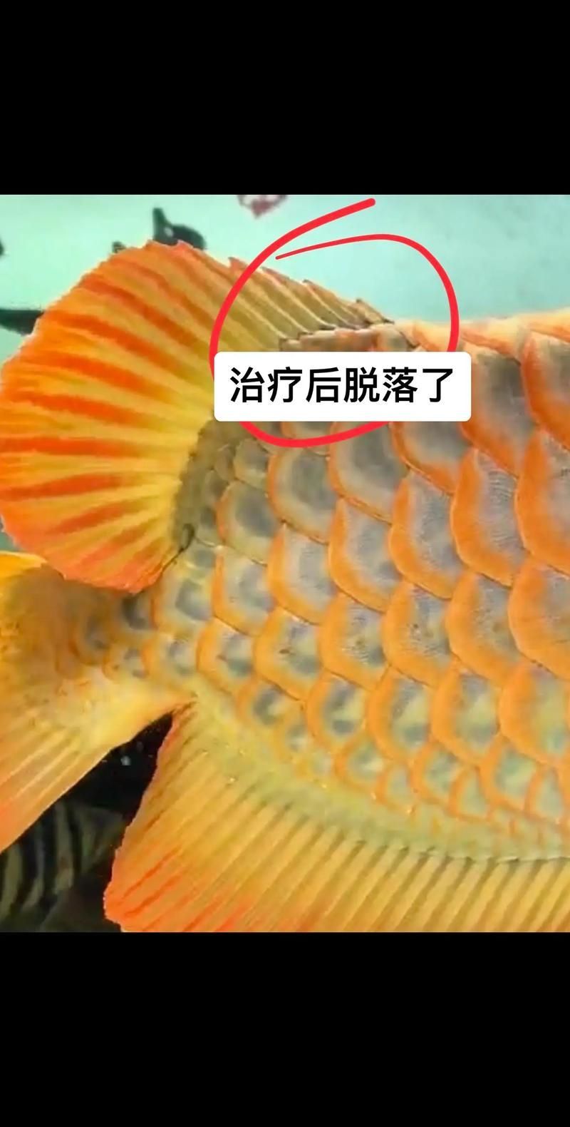 給我一份龍魚寄生蟲對照圖鑒，龍魚寄生蟲對照圖鑒