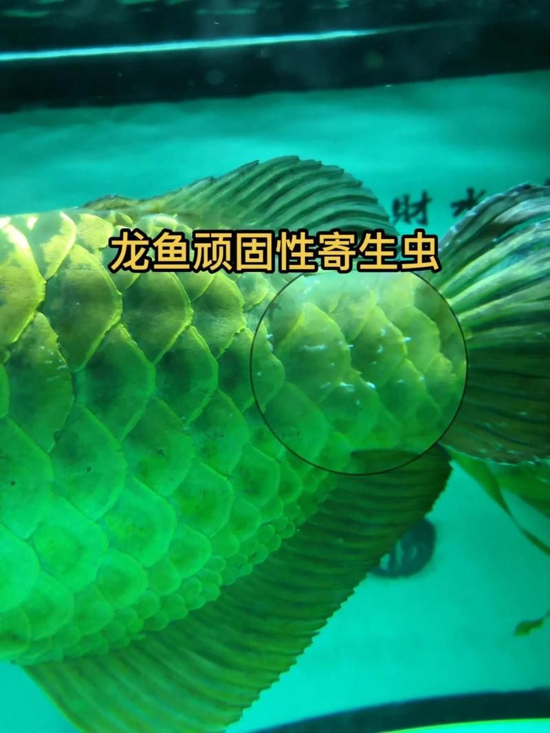 給我一份龍魚寄生蟲對照圖鑒，龍魚寄生蟲對照圖鑒