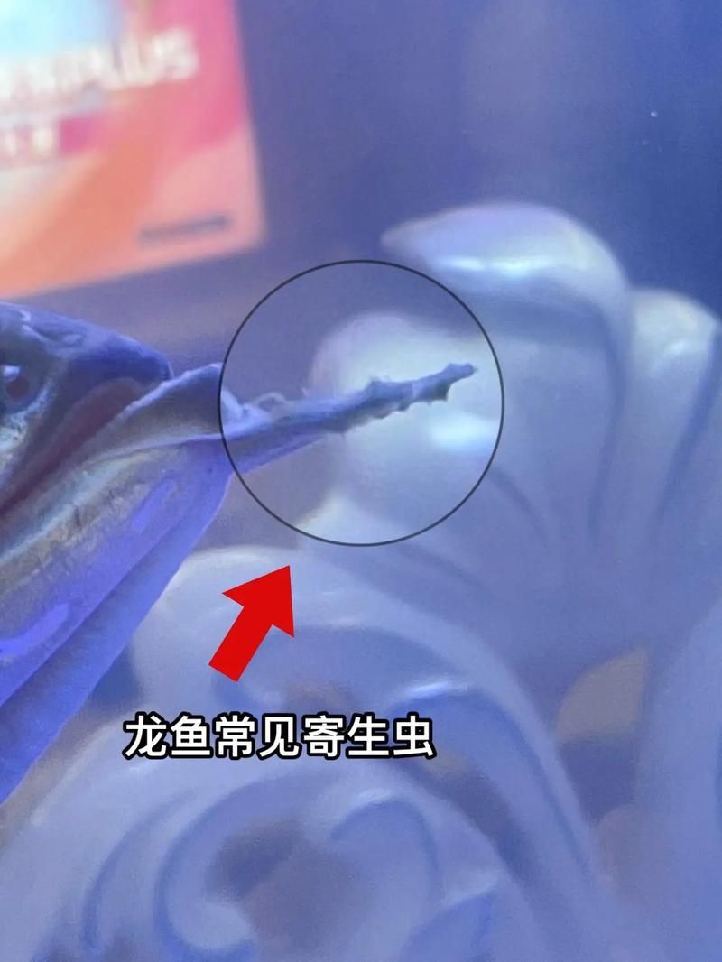 給我一份龍魚寄生蟲對照圖鑒，龍魚寄生蟲對照圖鑒