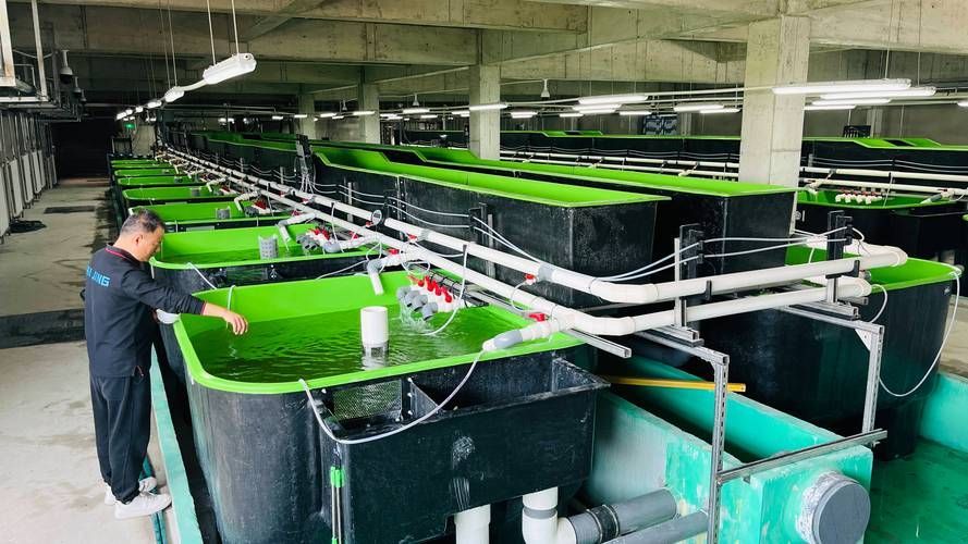 合山市有哪些特色龍魚養殖場？，合山市特色龍魚養殖場