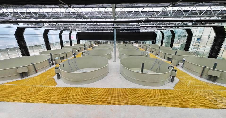 合山市有哪些特色龍魚養殖場？，合山市特色龍魚養殖場