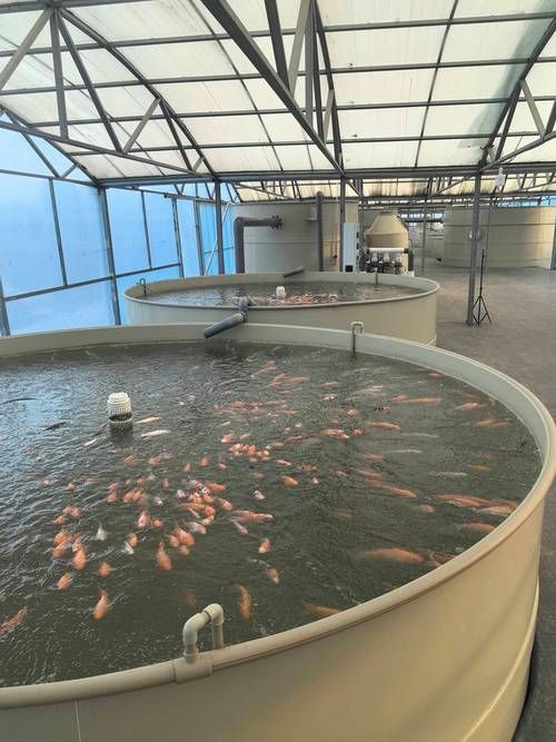 合山市有哪些特色龍魚養殖場？，合山市特色龍魚養殖場
