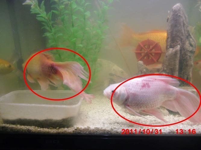 如何判斷魚鱗充血是否嚴重，如何判斷魚鱗充血嚴重