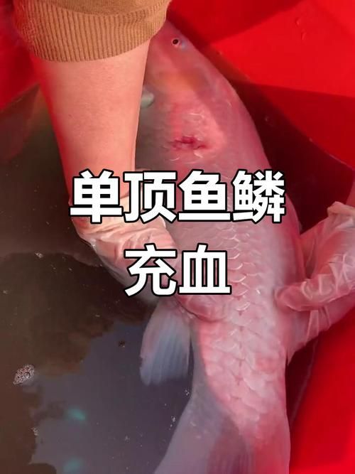 如何判斷魚鱗充血是否嚴重，如何判斷魚鱗充血嚴重