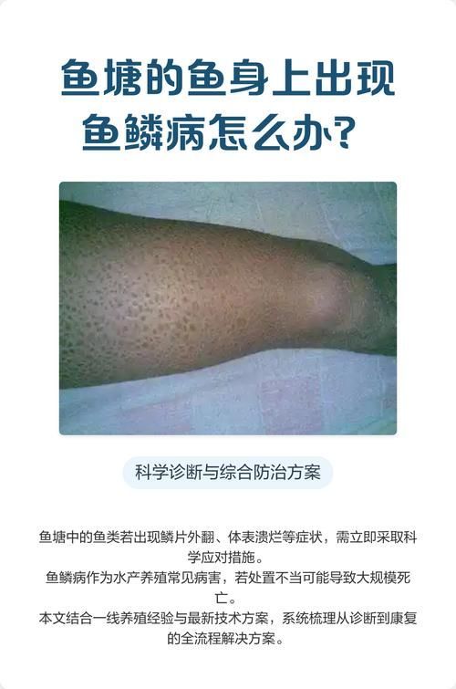 如何判斷魚鱗充血是否嚴重，如何判斷魚鱗充血嚴重