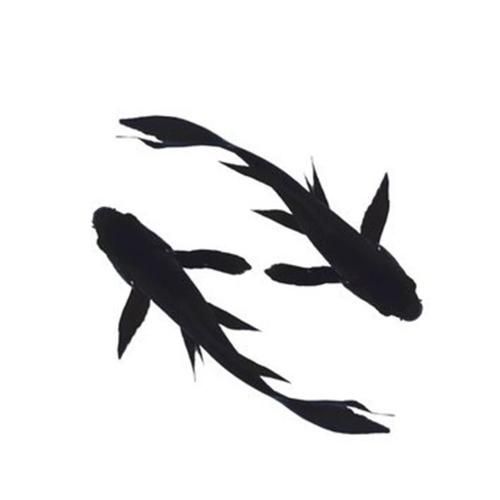 有哪些常見的龍鳳魚品系，龍鳳魚是什么？