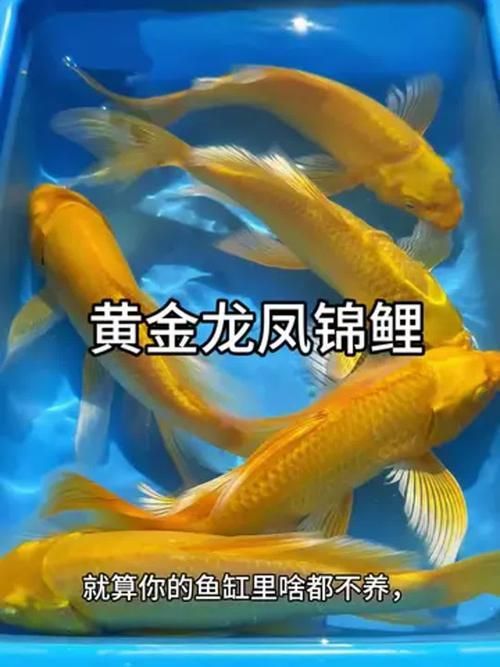 有哪些常見的龍鳳魚品系，龍鳳魚是什么？