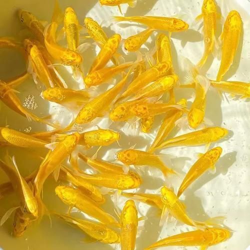 有哪些常見的龍鳳魚品系，龍鳳魚是什么？