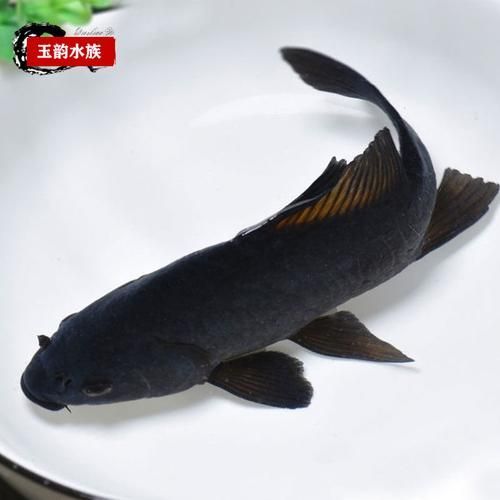 有哪些常見的龍鳳魚品系，龍鳳魚是什么？