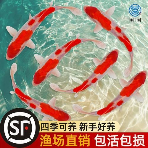 有哪些常見的龍鳳魚品系，龍鳳魚是什么？