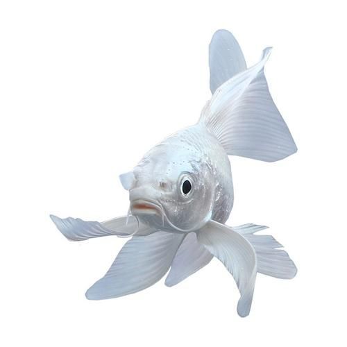 有哪些常見的龍鳳魚品系，龍鳳魚是什么？
