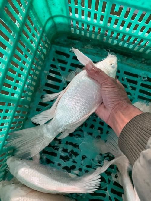 有哪些常見的龍鳳魚品系，龍鳳魚是什么？