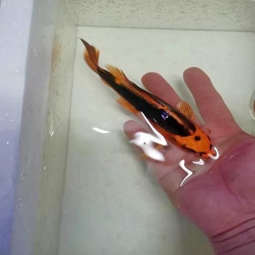 有哪些常見的龍鳳魚品系，龍鳳魚是什么？