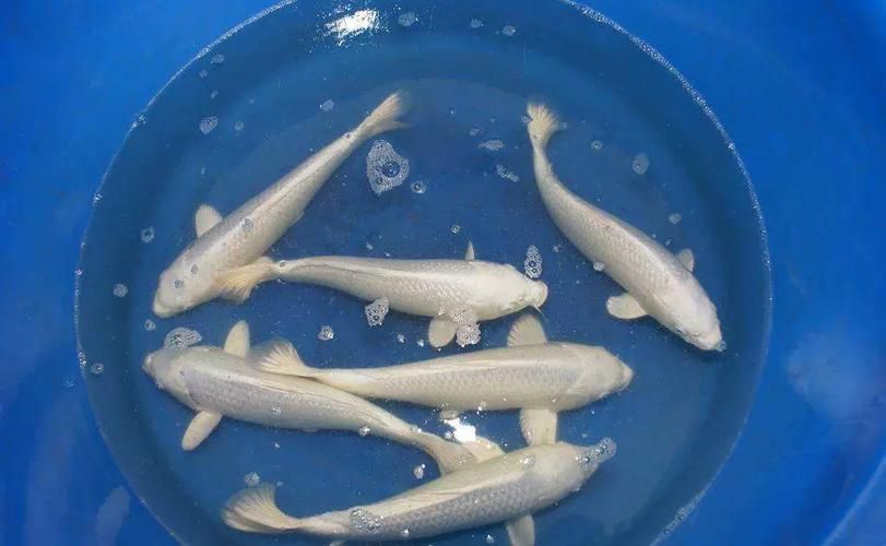 有哪些常見的龍鳳魚品系，龍鳳魚是什么？
