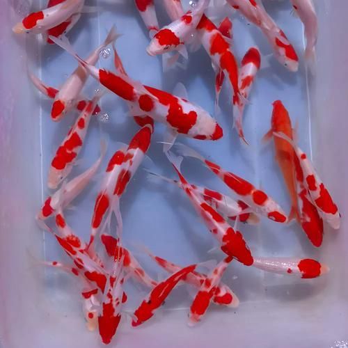 有哪些常見的龍鳳魚品系，龍鳳魚是什么？
