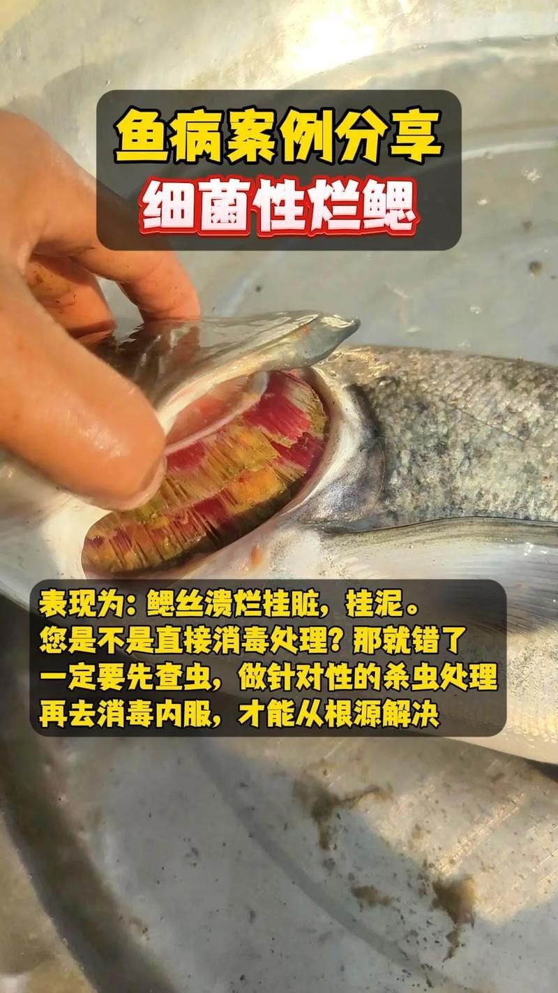 如何治療魚鰓爛洞，la何治療魚鰓爛洞調(diào)用工具arxiv論文助手arxiv論文助手