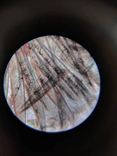 如何治療魚鰓爛洞，la何治療魚鰓爛洞調(diào)用工具arxiv論文助手arxiv論文助手