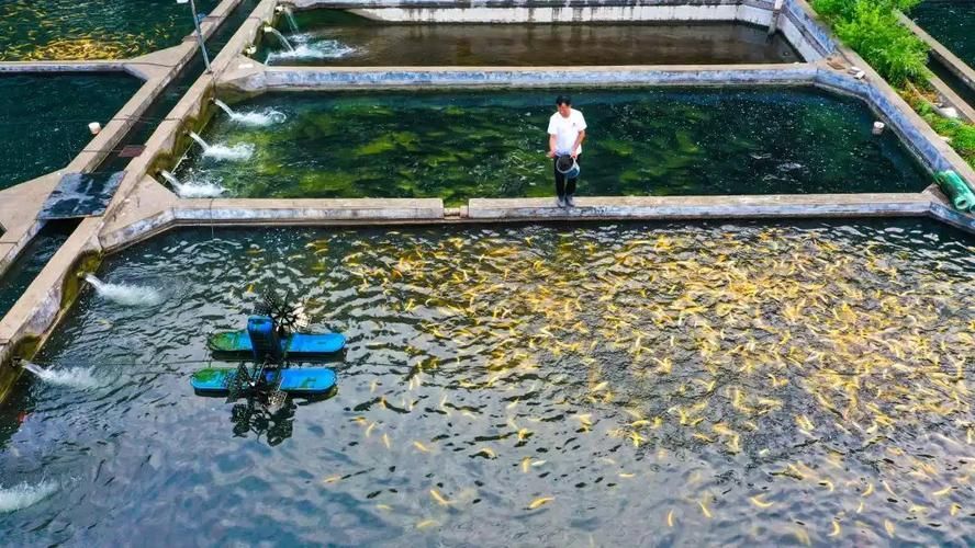 井陘礦龍魚有哪些品種？