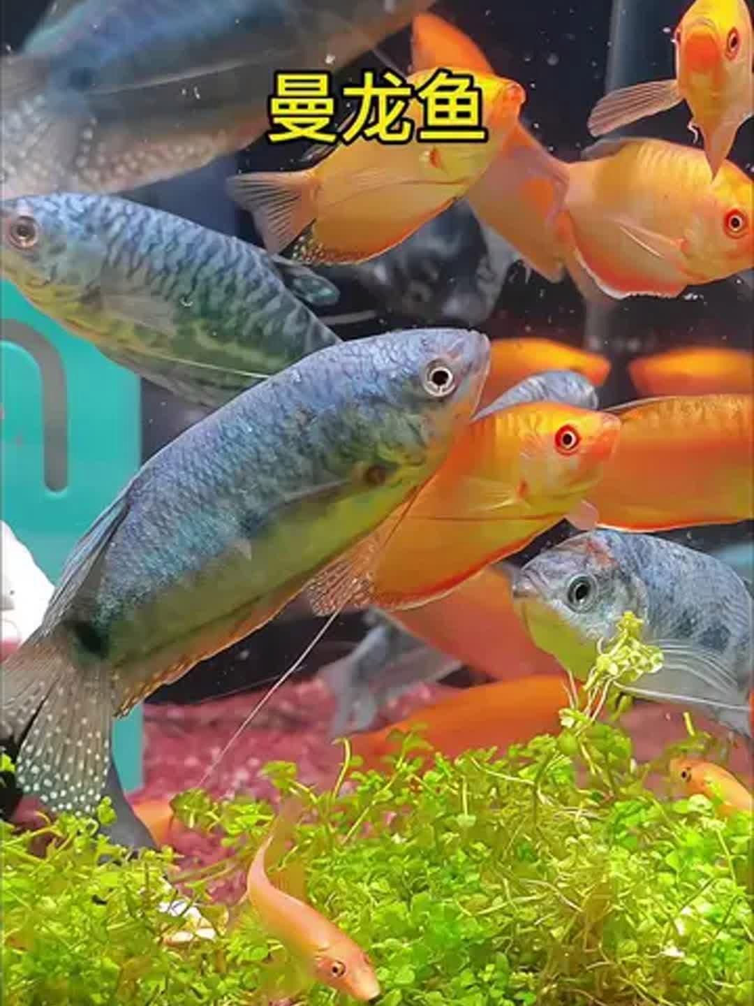 曼龍魚需要打氧嗎，曼龍魚需要打氧嗎,曼龍魚不打氧能活多久