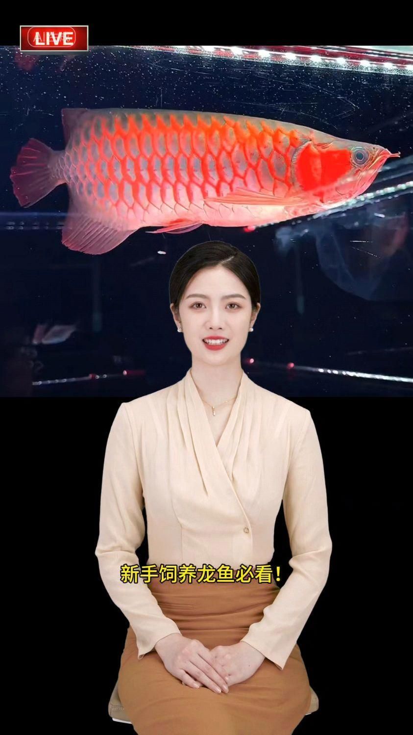 給我推薦一些適合新手飼養的龍魚品種，適合新手飼養的龍魚