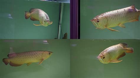 龍魚浮頭呼吸，關于龍魚浮頭呼吸的詳細科普文章
