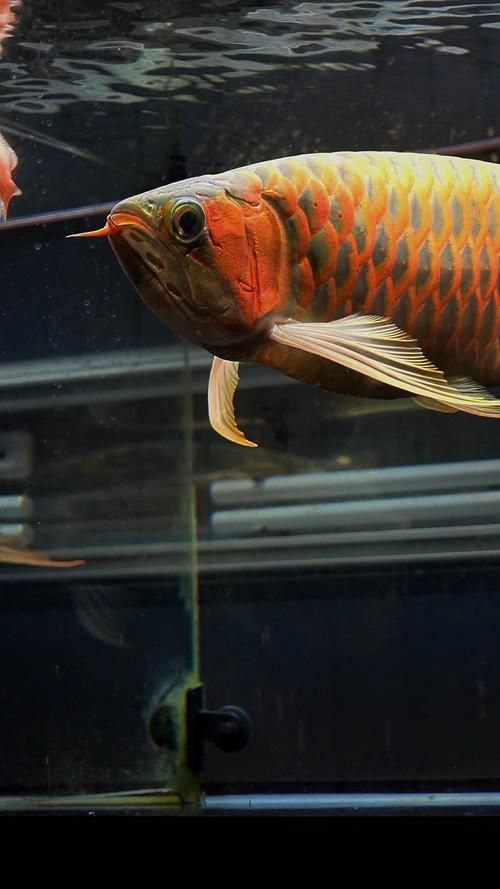 有沒有更多紅龍魚壁紙選擇，有沒有更多的紅龍魚壁紙選擇？