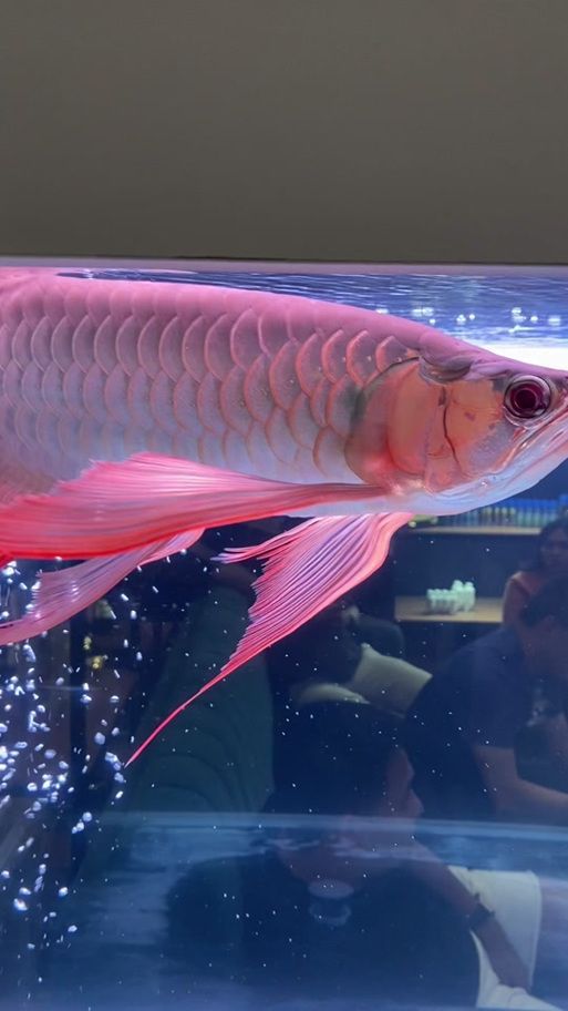 有沒有更多紅龍魚壁紙選擇，有沒有更多的紅龍魚壁紙選擇？