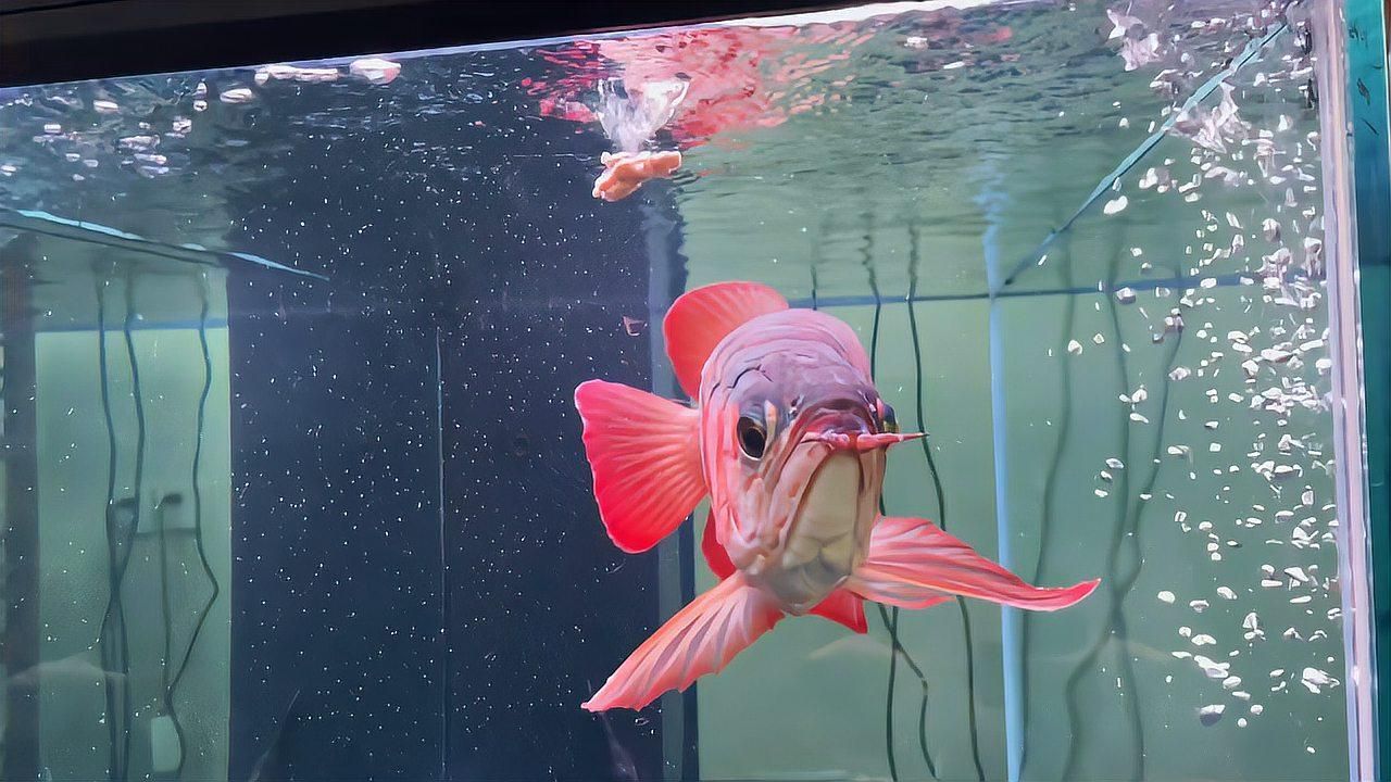 龍魚生病時應該保持什么樣的水質？，如何判斷龍魚生病時的水質管理