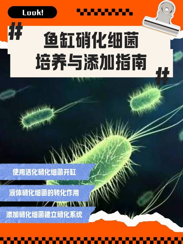 如何添加魚缸細(xì)菌，如何正確添加魚缸細(xì)菌