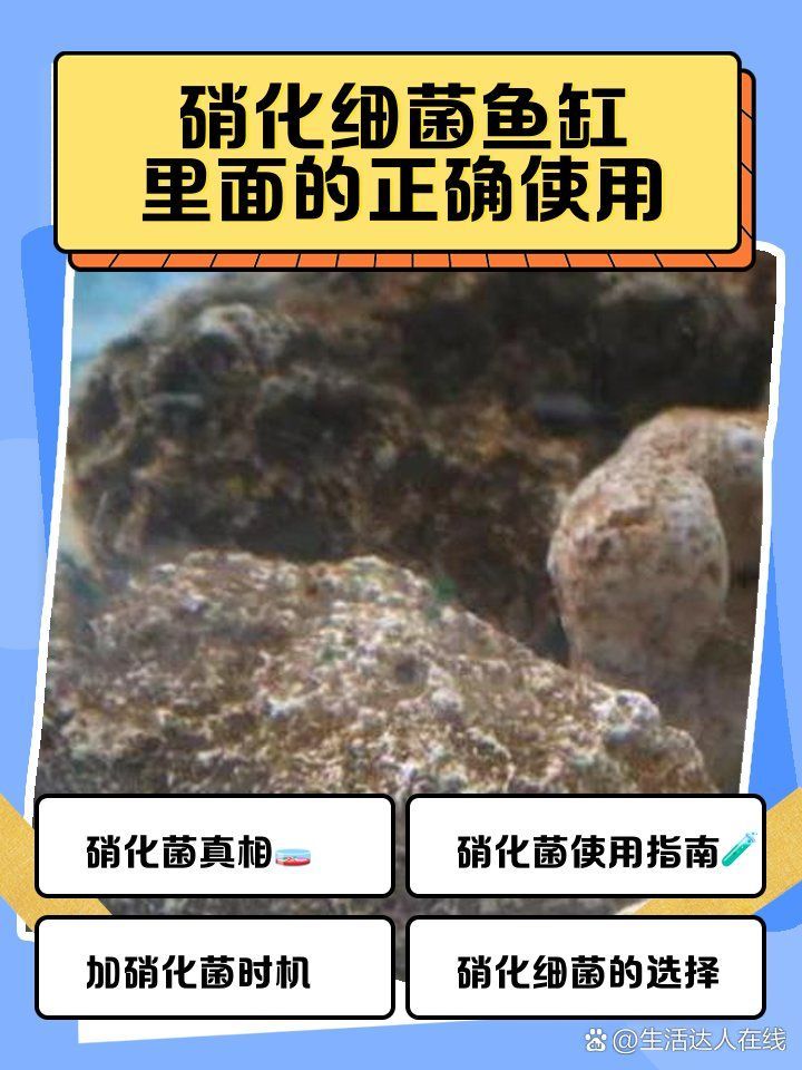 如何添加魚缸細菌，如何正確添加魚缸細菌
