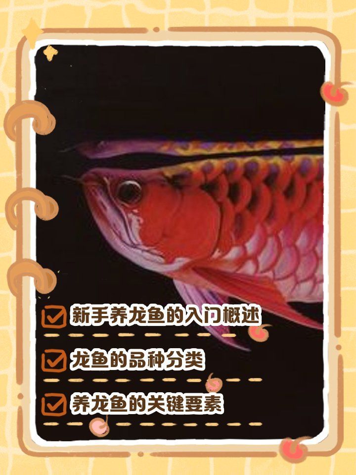 哪款龍魚最適合新手飼養(yǎng)？，新手養(yǎng)龍魚入門寵物飲食顧問