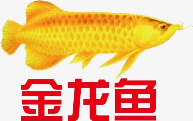 給我提供金龍魚logo的高清圖片，金龍魚logo的標準色值是多少金龍魚logo的標準色值是多少 給我提供金龍魚logo的高清圖片，金龍魚logo的標準色值是多少金龍魚logo的標準色值是多少 龍魚百科 第3張