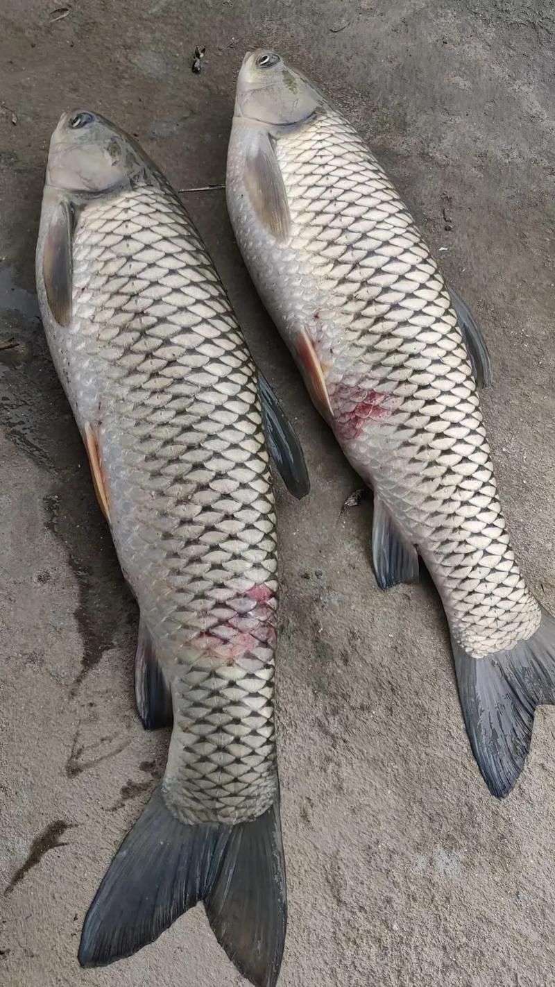有哪些常見的魚類死亡原因，魚塘死亡原因大揭秘