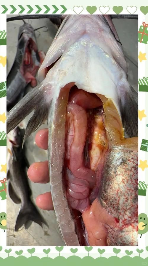 腹水魚最怕三個東西