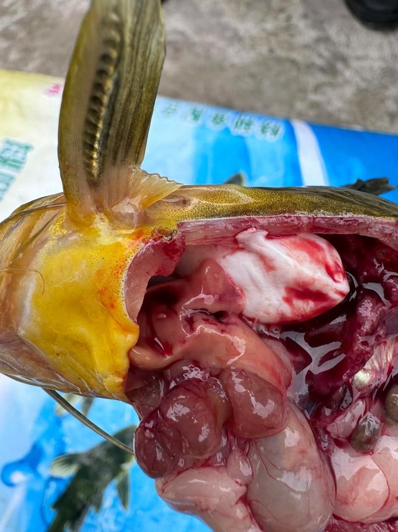 腹水魚最怕三個東西