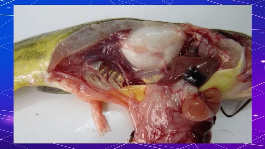 腹水魚最怕三個東西