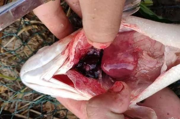 腹水魚最怕三個東西