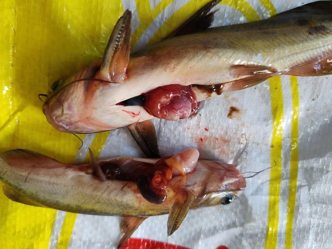 腹水魚最怕三個東西