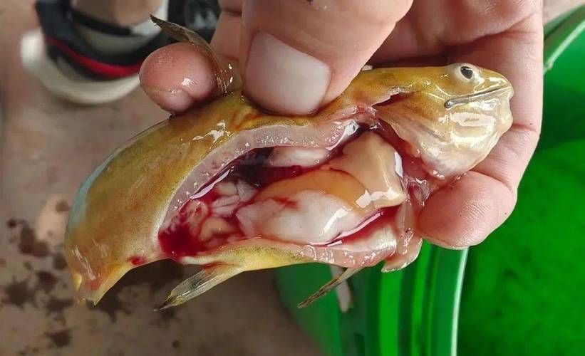 腹水魚最怕三個東西