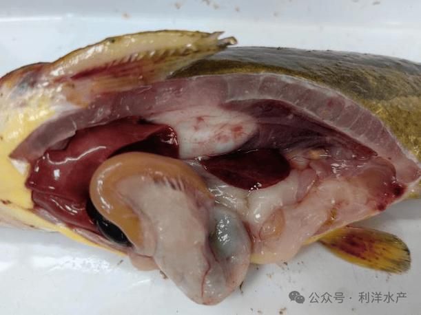 腹水魚最怕三個東西