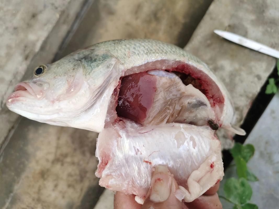 腹水魚最怕三個東西