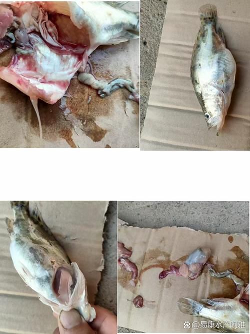腹水魚最怕三個東西